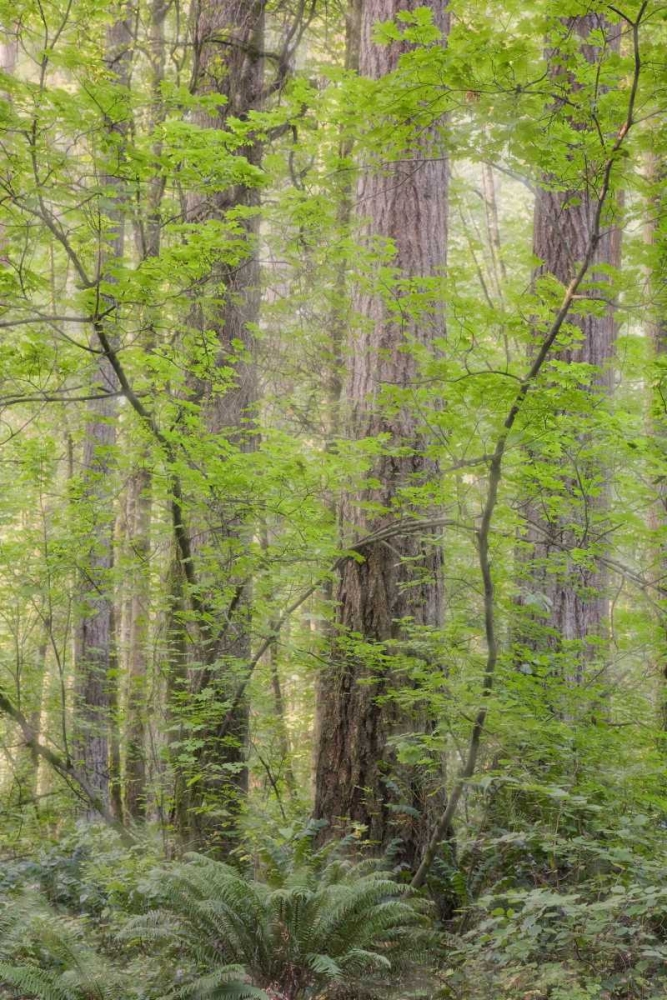 WA Forest in Battle Ground Lake SP art print by Don Paulson for $57.95 CAD
