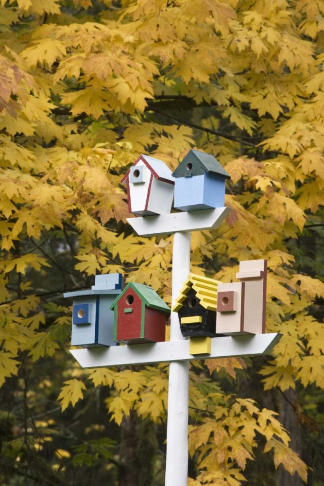WA, Battle Ground Lake SP Variety of birdhouses art print by Don Paulson for $57.95 CAD