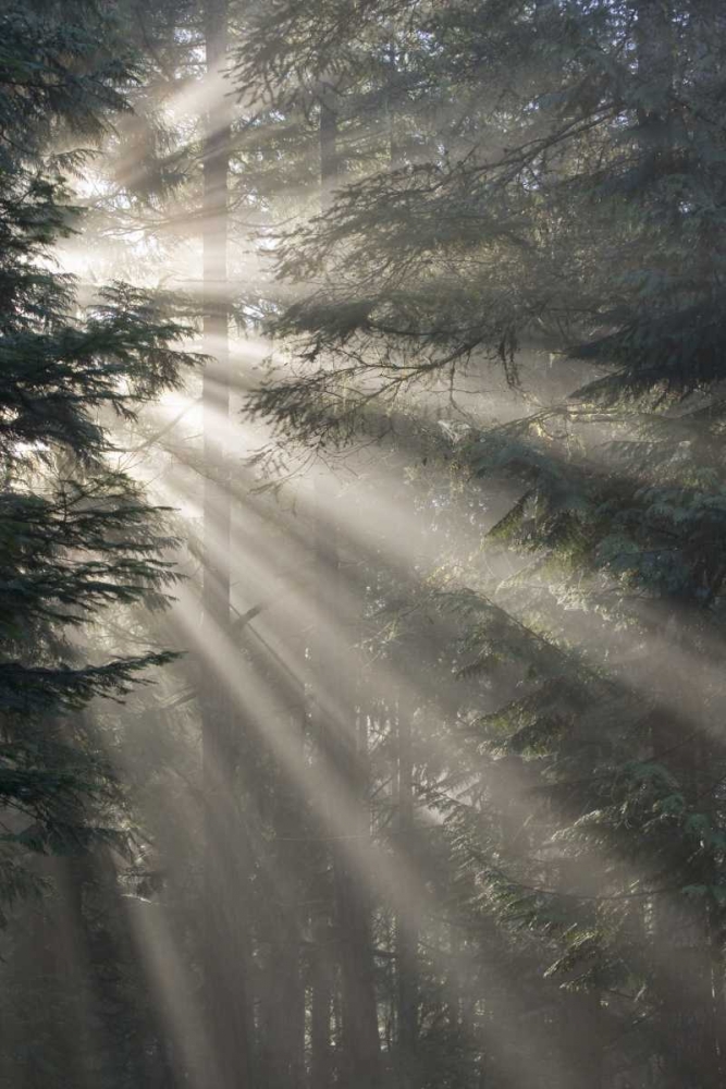 WA, Seabeck God rays illumine tree branches art print by Don Paulson for $57.95 CAD