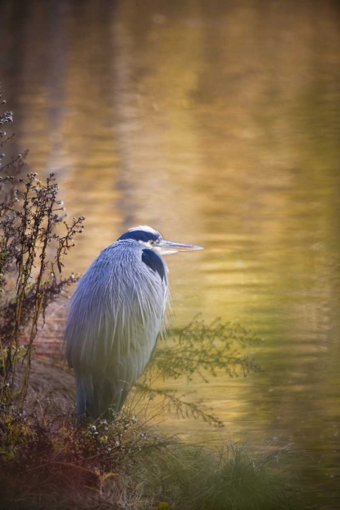 WA, Seabeck Great blue heron at edge of pond art print by Don Paulson for $57.95 CAD