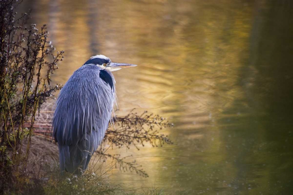 WA, Seabeck Great blue heron at edge of pond art print by Don Paulson for $57.95 CAD