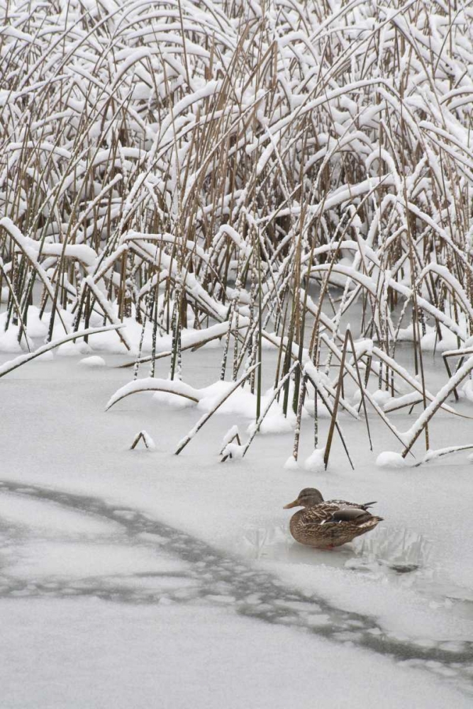 WA, Seabeck Lone mallard duck sits on icy pond art print by Don Paulson for $57.95 CAD