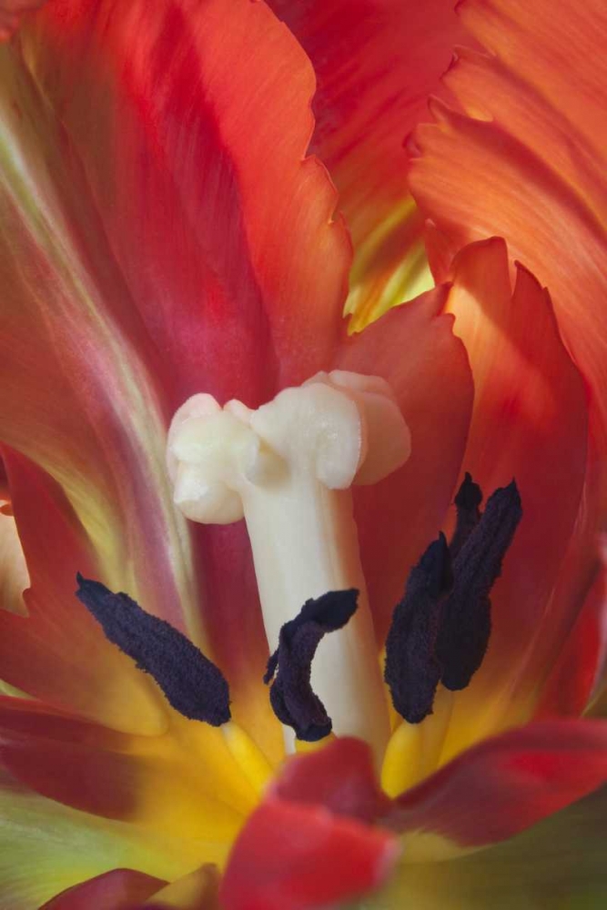 USA, Washington, Seabeck Detail of parrot tulip art print by Don Paulson for $57.95 CAD