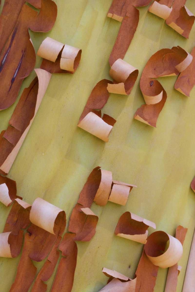 WA, Port Townsend Pacific madrone bark detail art print by Gilles Delisle for $57.95 CAD