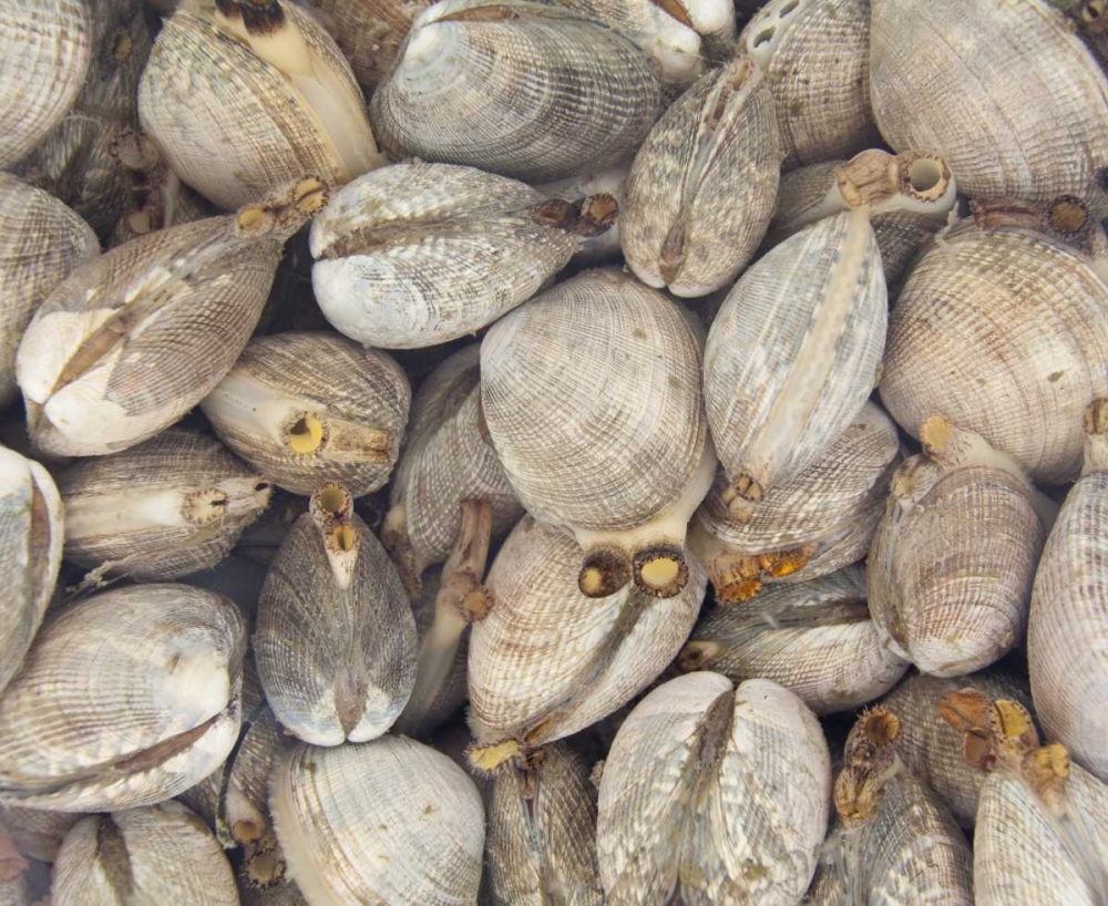 WA, Puget Sound Bucket of live Manila clams art print by Don Paulson for $57.95 CAD