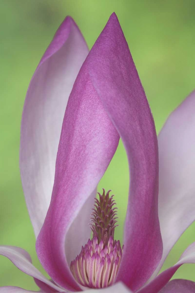 USA, Washington Close-up of magnolia blossom art print by Don Paulson for $57.95 CAD