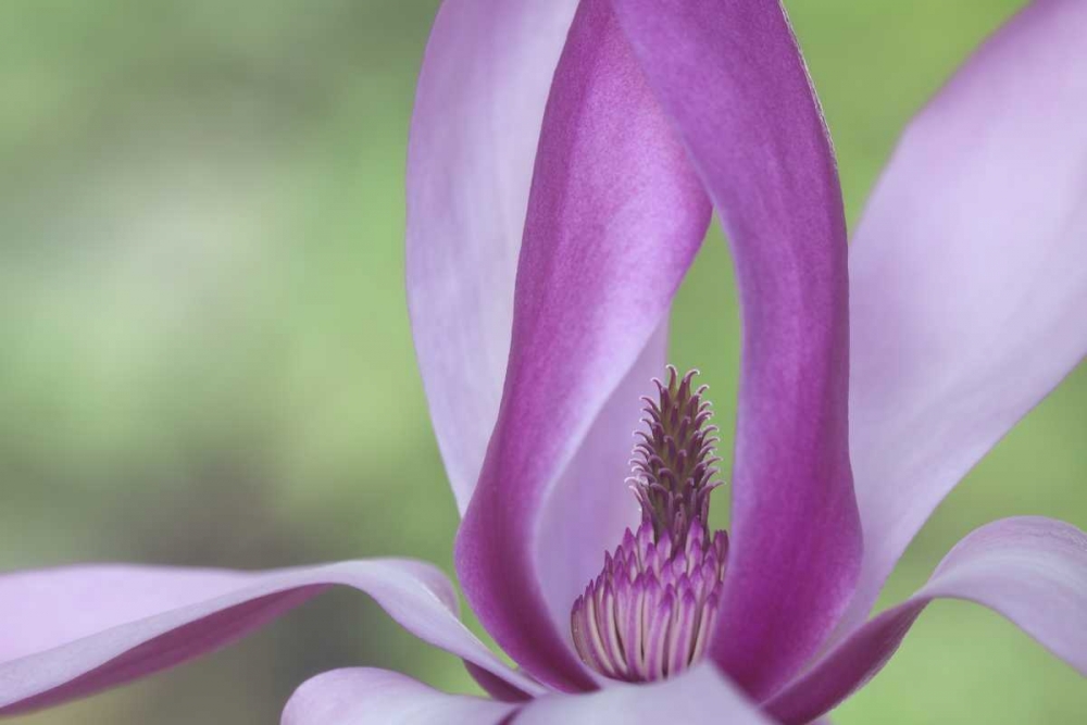 USA, Washington Close-up of magnolia blossom art print by Don Paulson for $57.95 CAD