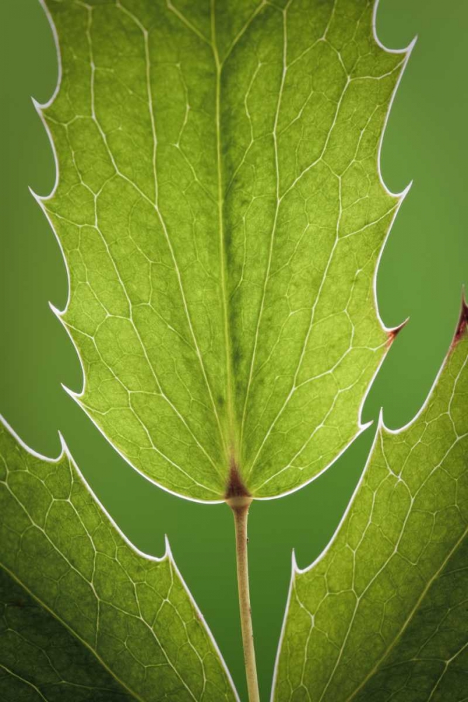 Washington, Seabeck Oregon grape plant art print by Don Paulson for $57.95 CAD