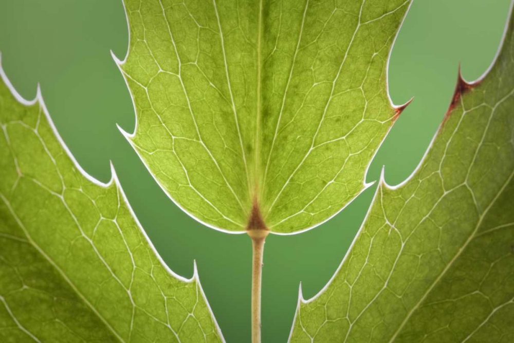 Washington, Seabeck Oregon grape plant art print by Don Paulson for $57.95 CAD