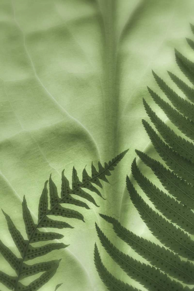 WA, Seabeck Frens on backlit skunk cabbage leaf art print by Don Paulson for $57.95 CAD