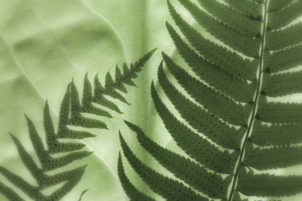 WA, Seabeck Frens on backlit skunk cabbage leaf art print by Don Paulson for $57.95 CAD