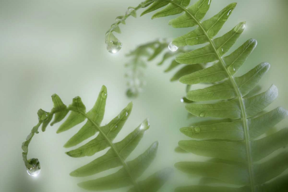 Washington, Seabeck Close-up of dewy deer ferns art print by Don Paulson for $57.95 CAD