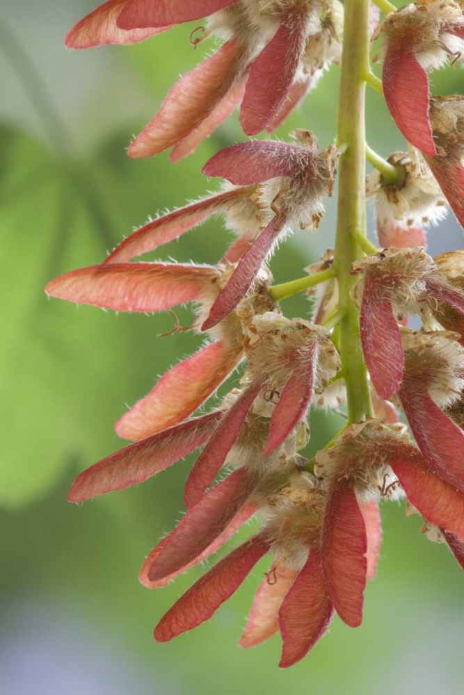Washington, Seabeck Close-up of maple tree seeds art print by Don Paulson for $57.95 CAD