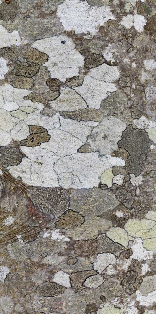 Washington, Seabeck Tree bark with lichen growth art print by Don Paulson for $57.95 CAD