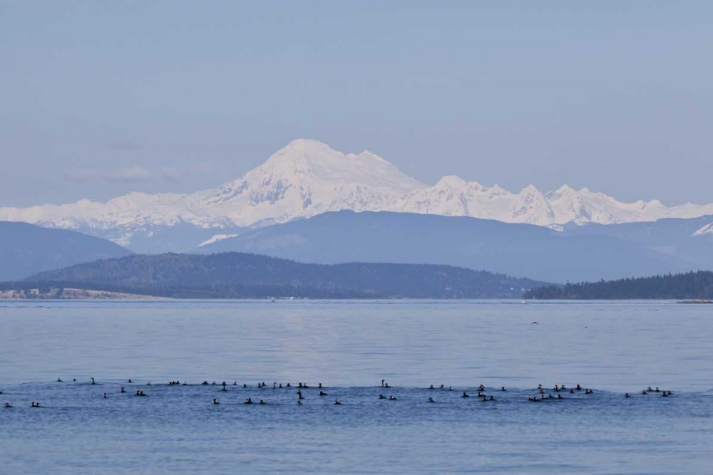 WA, San Juans Mt Baker seen from the San Juans art print by Don Paulson for $57.95 CAD