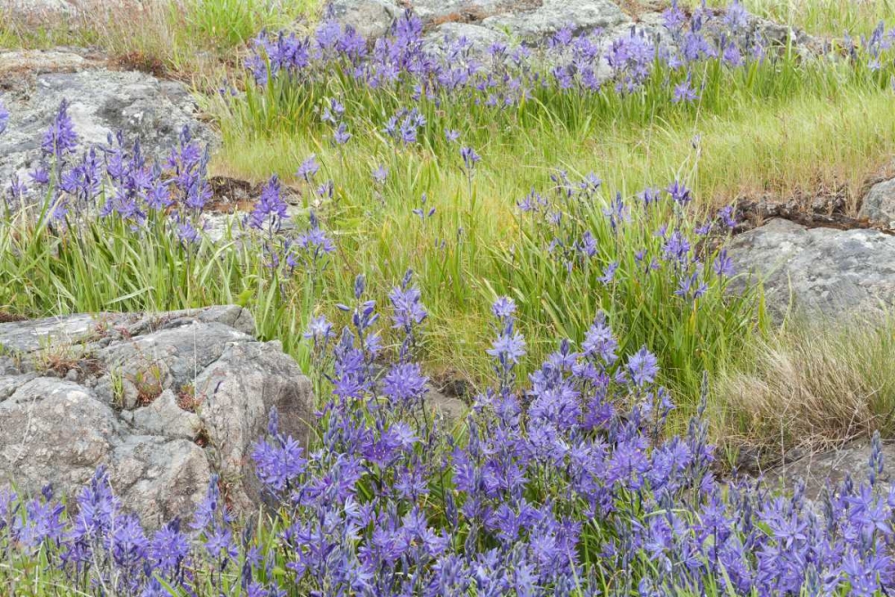 WA, Yellow Island Flowers surround boulders art print by Don Paulson for $57.95 CAD
