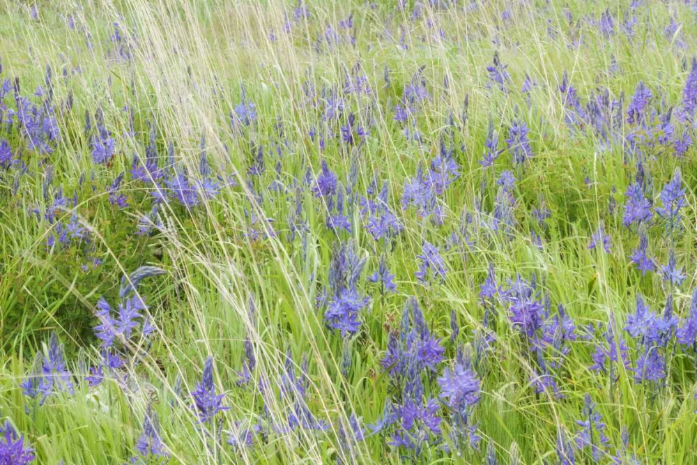 WA, San Juans Yellow Island Flowers amid grass art print by Don Paulson for $57.95 CAD