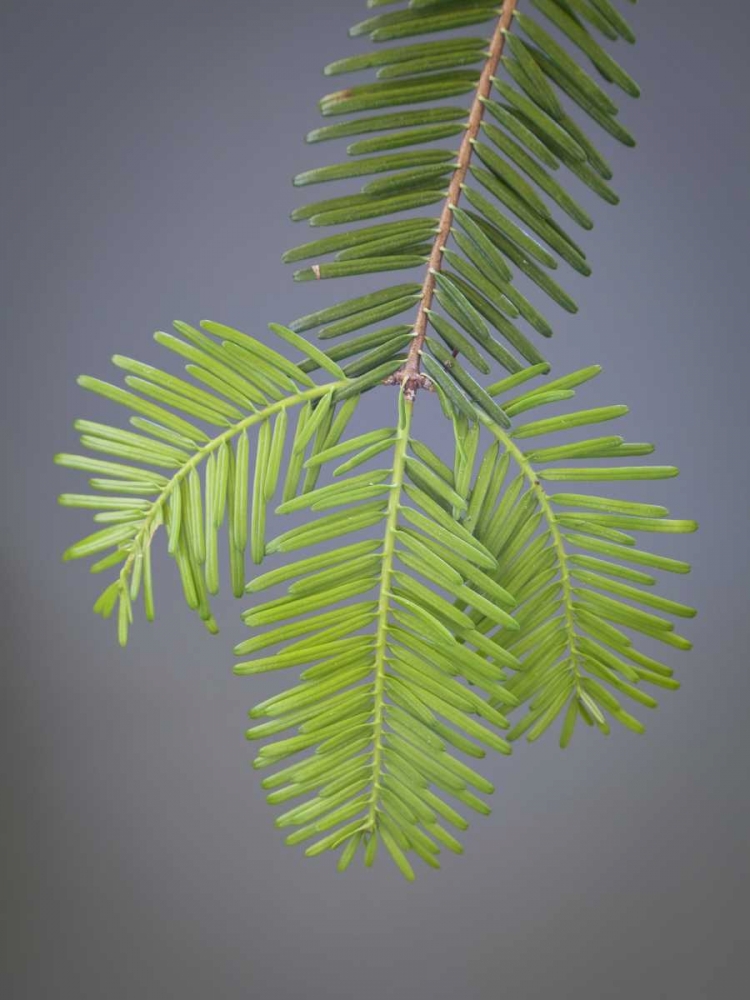 Washington, Stehekin Close-up of new fir needles art print by Don Paulson for $57.95 CAD