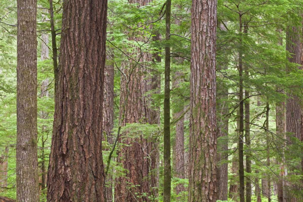 WA, Olympic NF Old growth Douglas fir trees art print by Don Paulson for $57.95 CAD