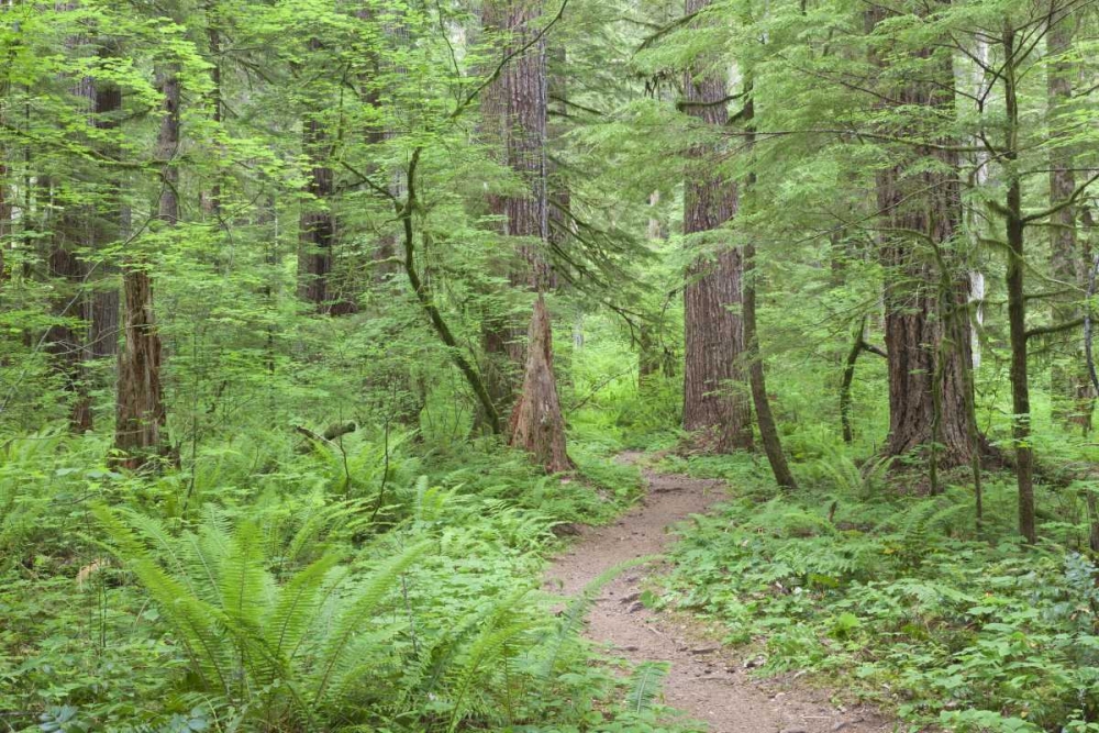 Washington, Olympic NF Trail through the forest art print by Don Paulson for $57.95 CAD