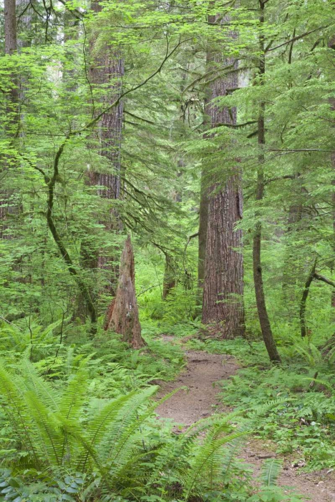 Washington, Olympic NF Trail through the forest art print by Don Paulson for $57.95 CAD
