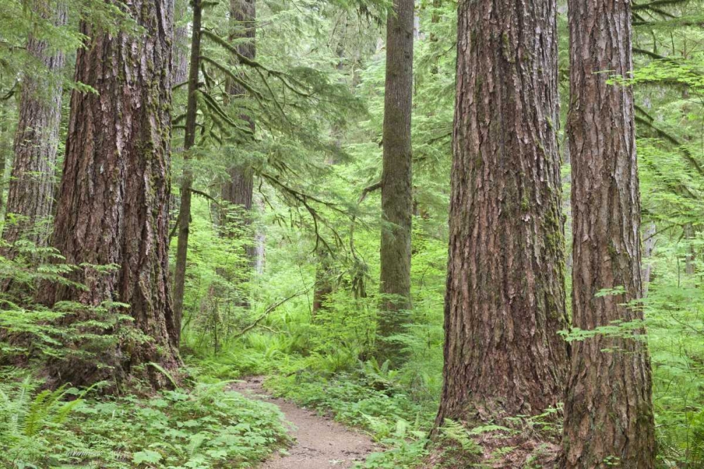 Washington, Olympic NF Trail through the forest art print by Don Paulson for $57.95 CAD