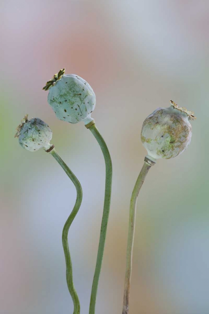 Washington Colorful poppy seed heads on stems art print by Don Paulson for $57.95 CAD