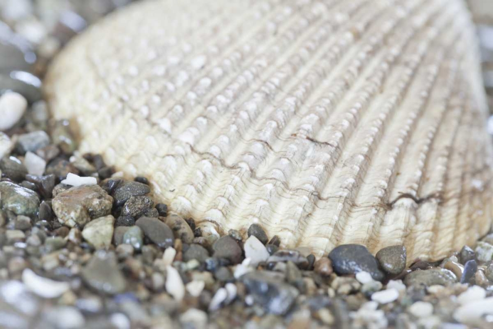 Washington, Seabeck Cockle shell in Hood Canal art print by Don Paulson for $57.95 CAD