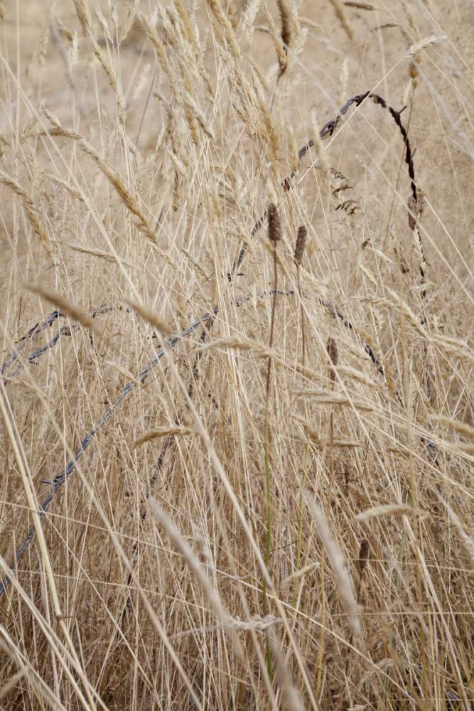 Washington, Silverdale Barbed wire in a field art print by Don Paulson for $57.95 CAD