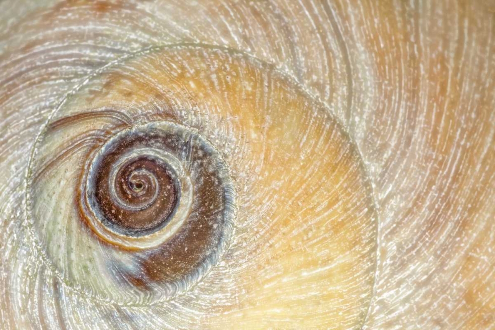 Washington, Seabeck Close-up of moon snail shell art print by Don Paulson for $57.95 CAD