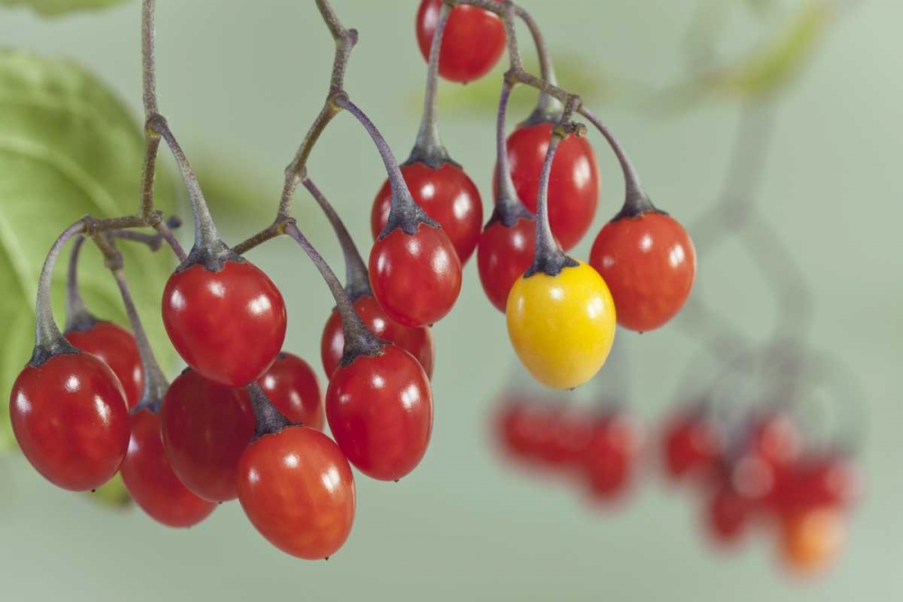 WA, Seabeck Poisonous bittersweet nightshade art print by Don Paulson for $57.95 CAD