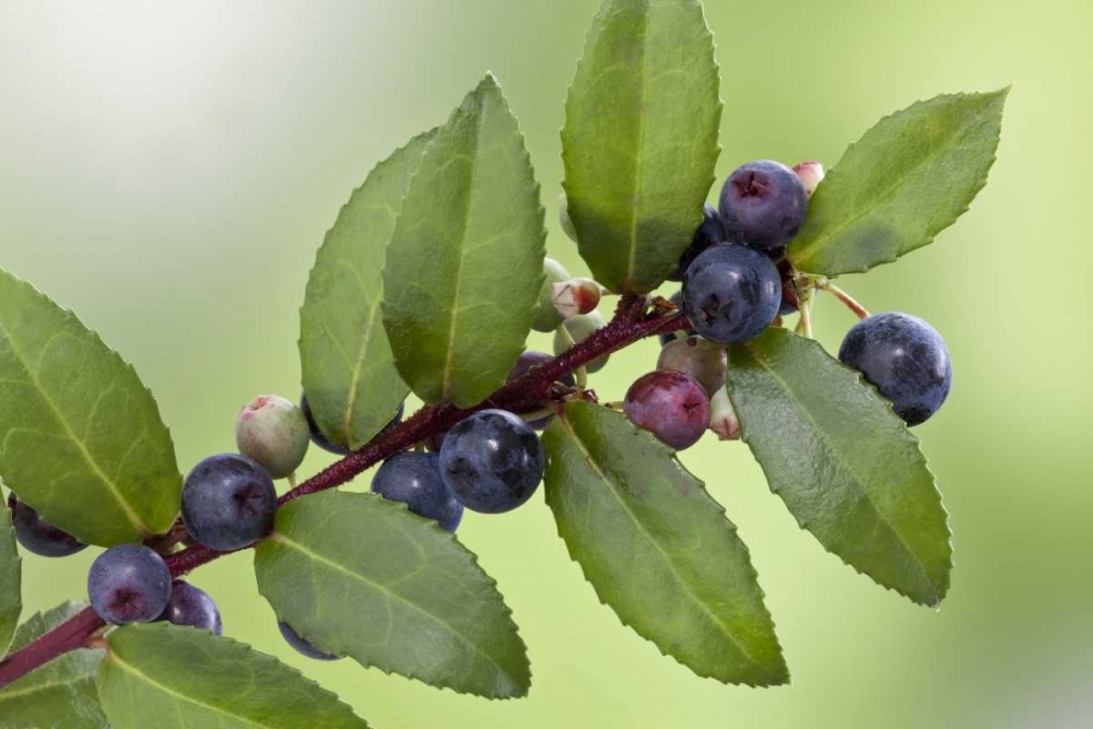 WA, Seabeck Evergreen huckleberry plant art print by Don Paulson for $57.95 CAD