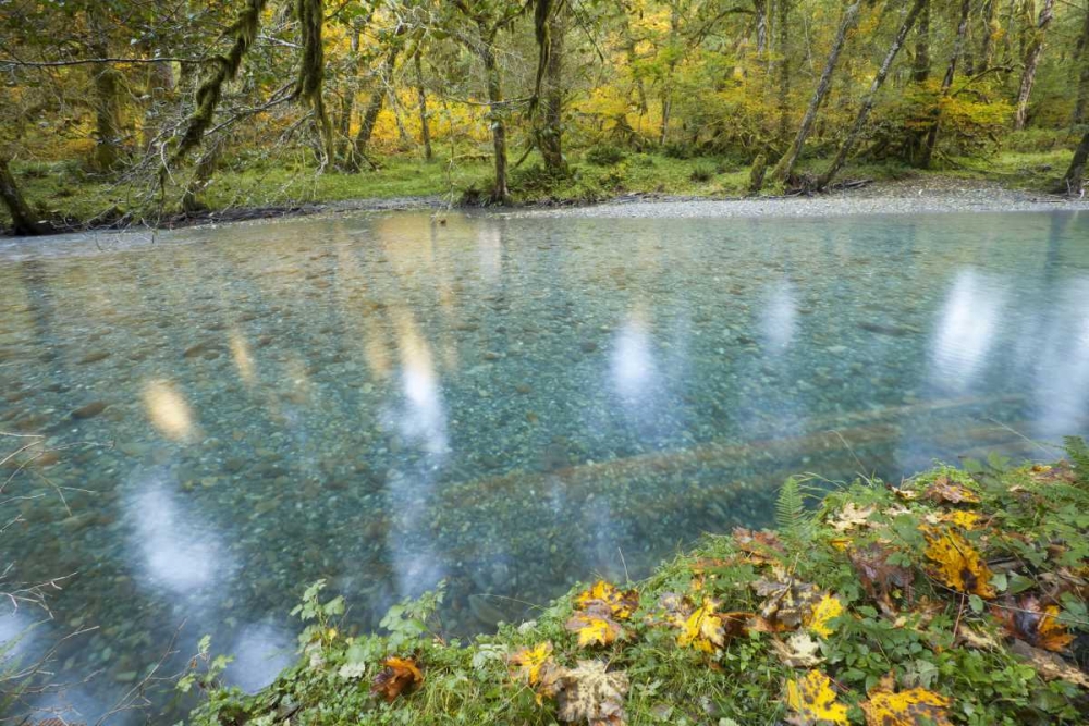 Washington Quinault River in the Olympic NP art print by Don Paulson for $57.95 CAD
