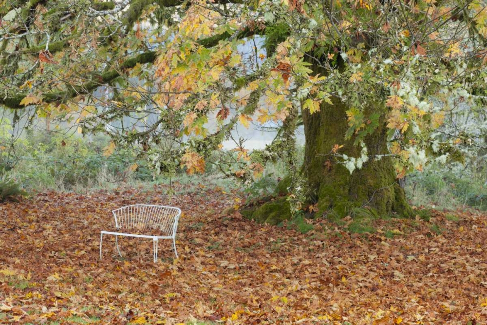 Washington, Quinault MBench under maple tree art print by Don Paulson for $57.95 CAD
