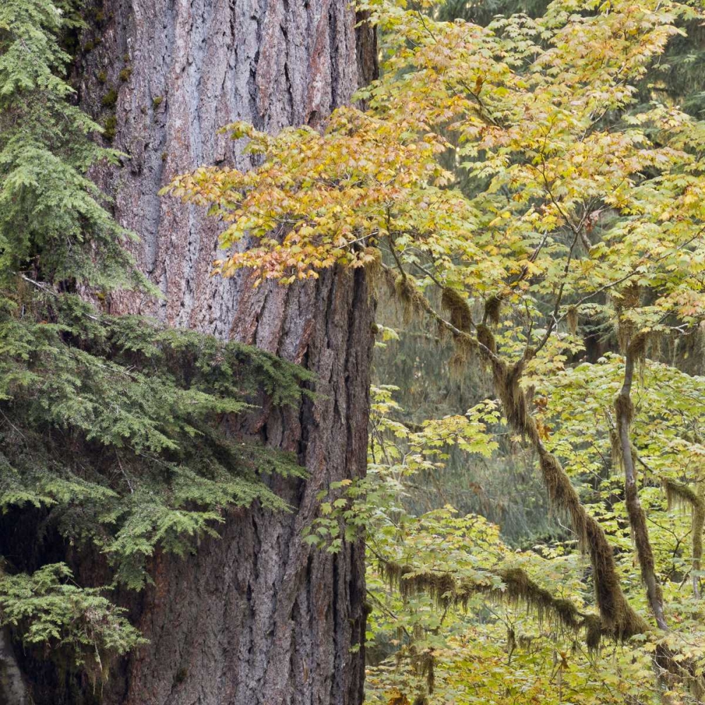 USA, Washington, Quinault Forest scenic art print by Don Paulson for $57.95 CAD