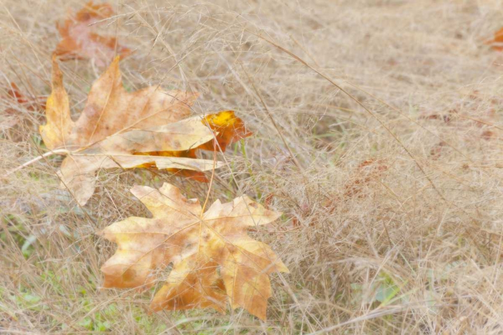 USA, Washington, Quinault Maple leaves in grass art print by Don Paulson for $57.95 CAD
