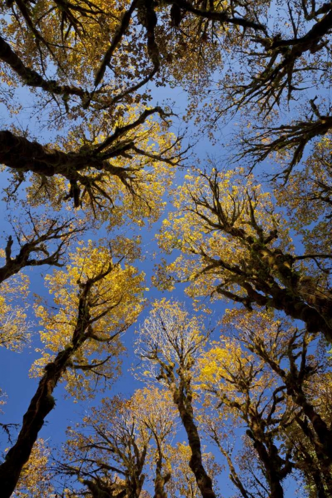 WA, Olympic NP Stand of big leaf maple trees art print by Don Paulson for $57.95 CAD