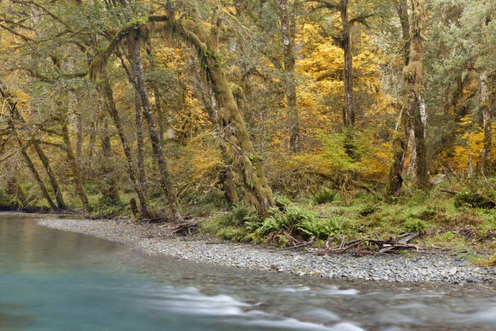 Washington Quinault River in the Olympic NP art print by Don Paulson for $57.95 CAD
