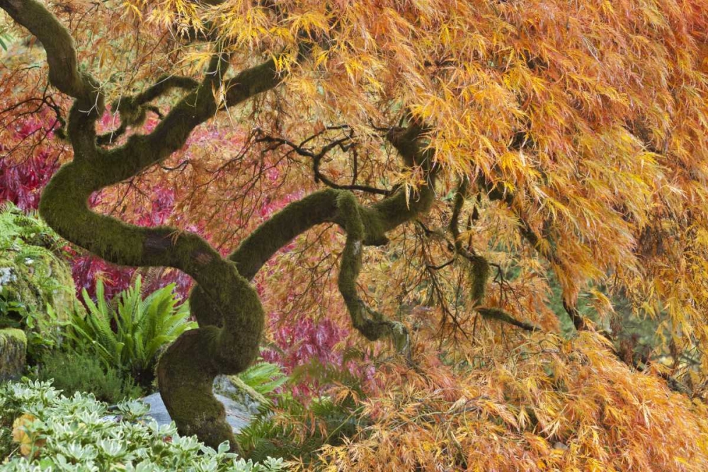 WA, Bainbridge Island Japanese maple tree art print by Don Paulson for $57.95 CAD