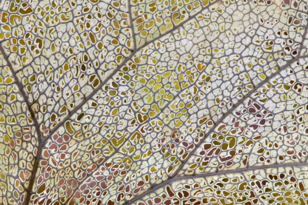 Washington, Olympic NP Skeletonized leaf art print by Don Paulson for $57.95 CAD