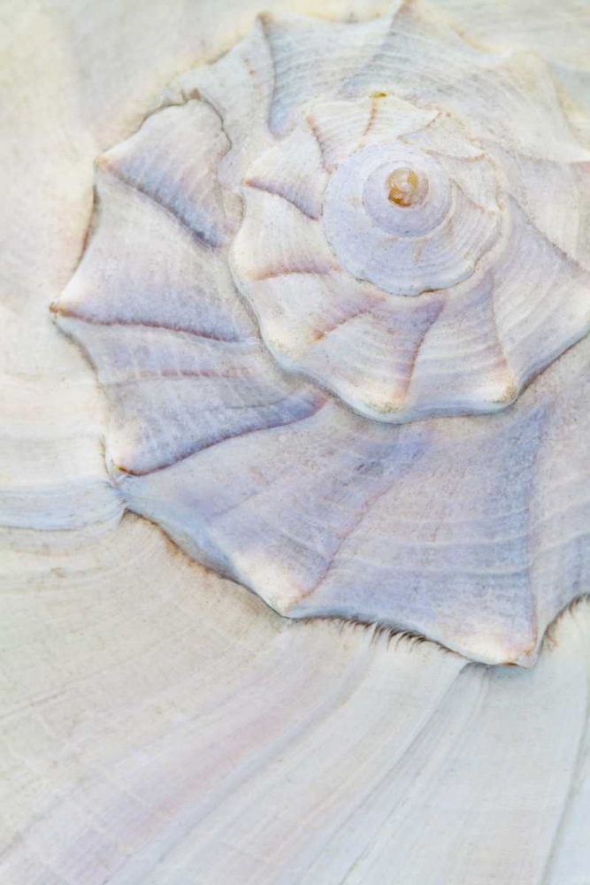 USA, Washington Close-up of pastel seashell art print by Don Paulson for $57.95 CAD