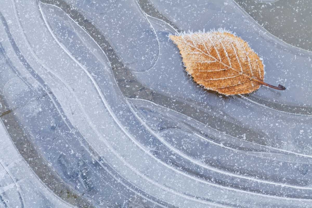 WA, Seabeck Autumn leaf on ice with frost art print by Don Paulson for $57.95 CAD