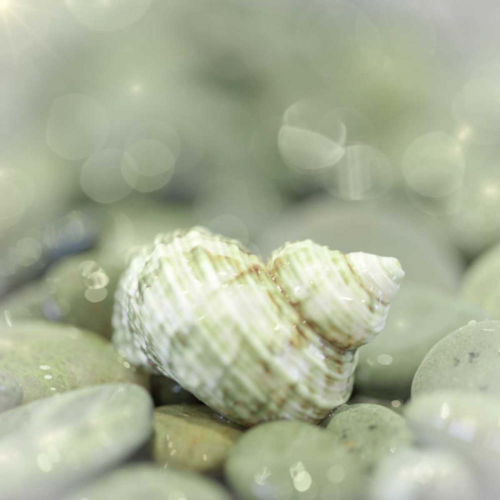 Washington, Seabeck Sea shell and beach rocks art print by Don Paulson for $57.95 CAD