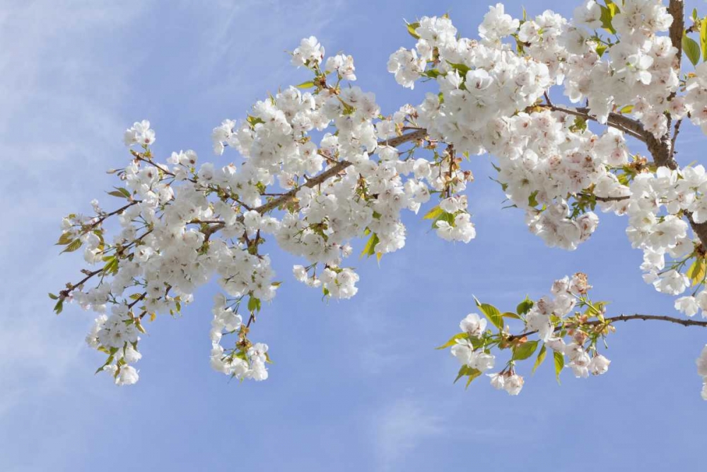Washington, Seabeck Cherry blossoms art print by Don Paulson for $57.95 CAD