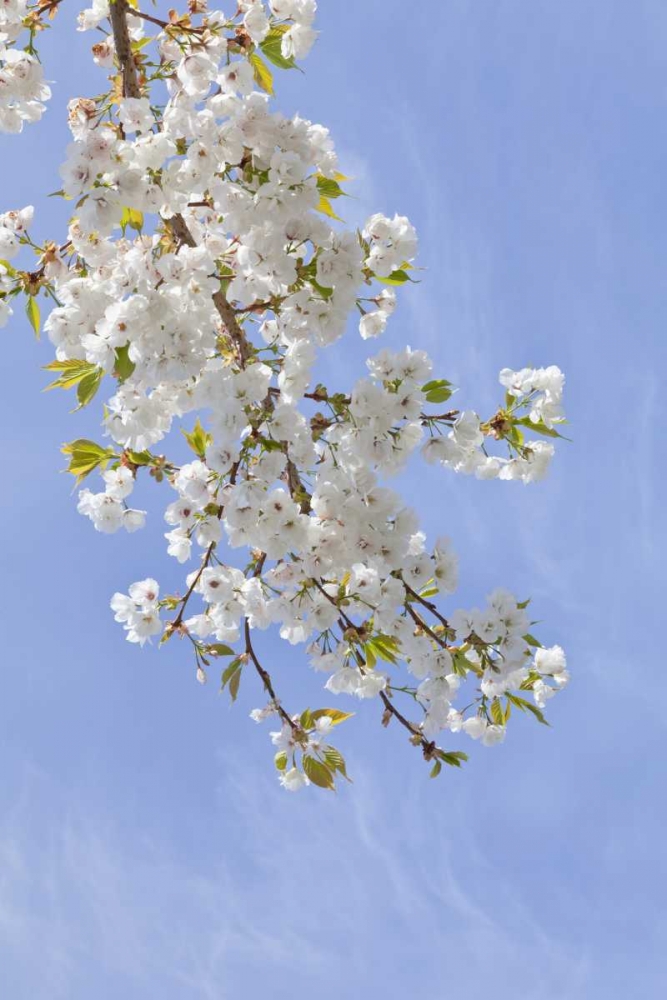 Washington, Seabeck Cherry blossoms art print by Don Paulson for $57.95 CAD