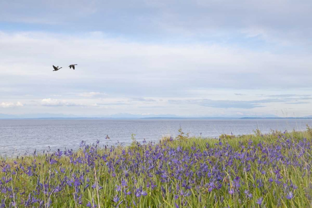WA, San Juans Camas flowers on Patos Island art print by Don Paulson for $57.95 CAD