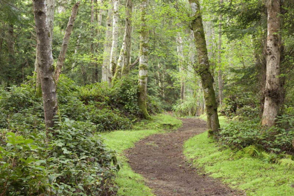 WA, San Juans, Stuart Island Trail through woods art print by Don Paulson for $57.95 CAD