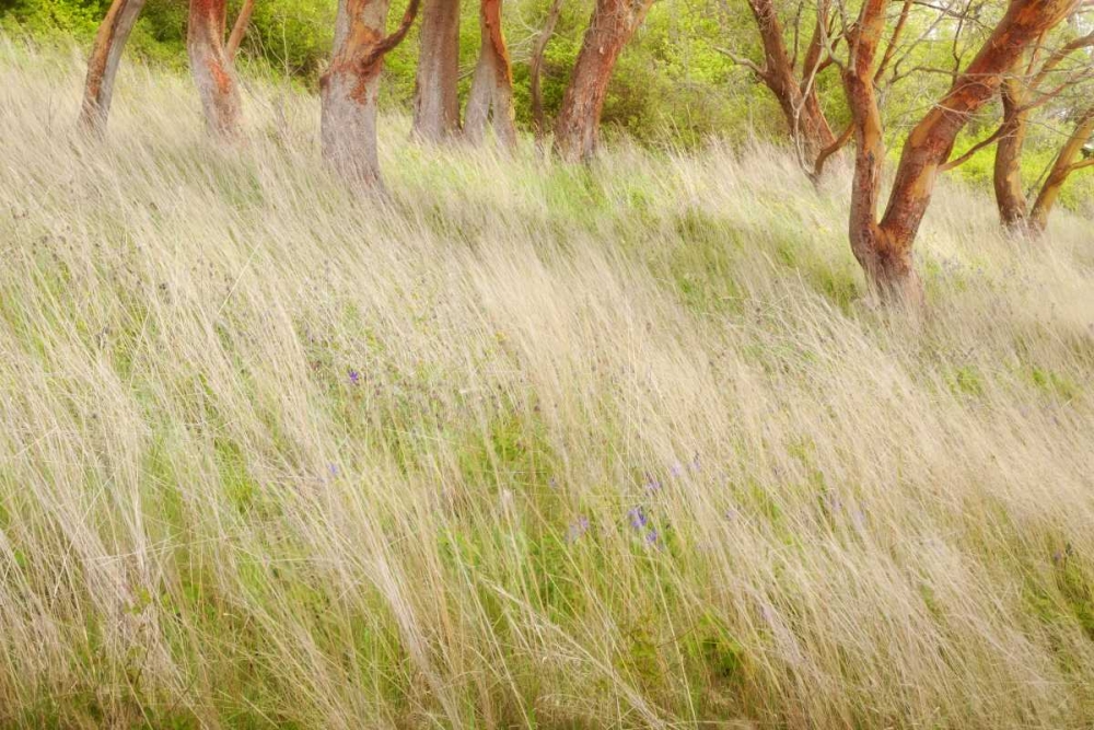 Washington, San Juans Grasses and madrone trees art print by Don Paulson for $57.95 CAD