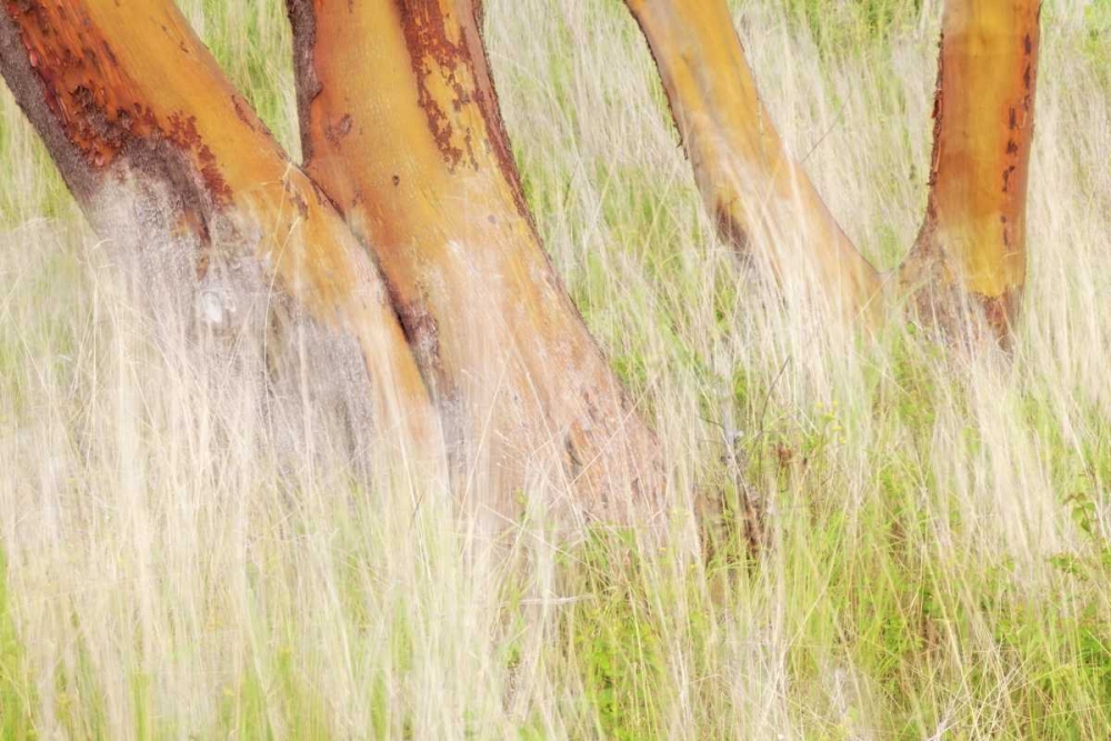 Washington, San Juans Grasses and madrone trees art print by Don Paulson for $57.95 CAD