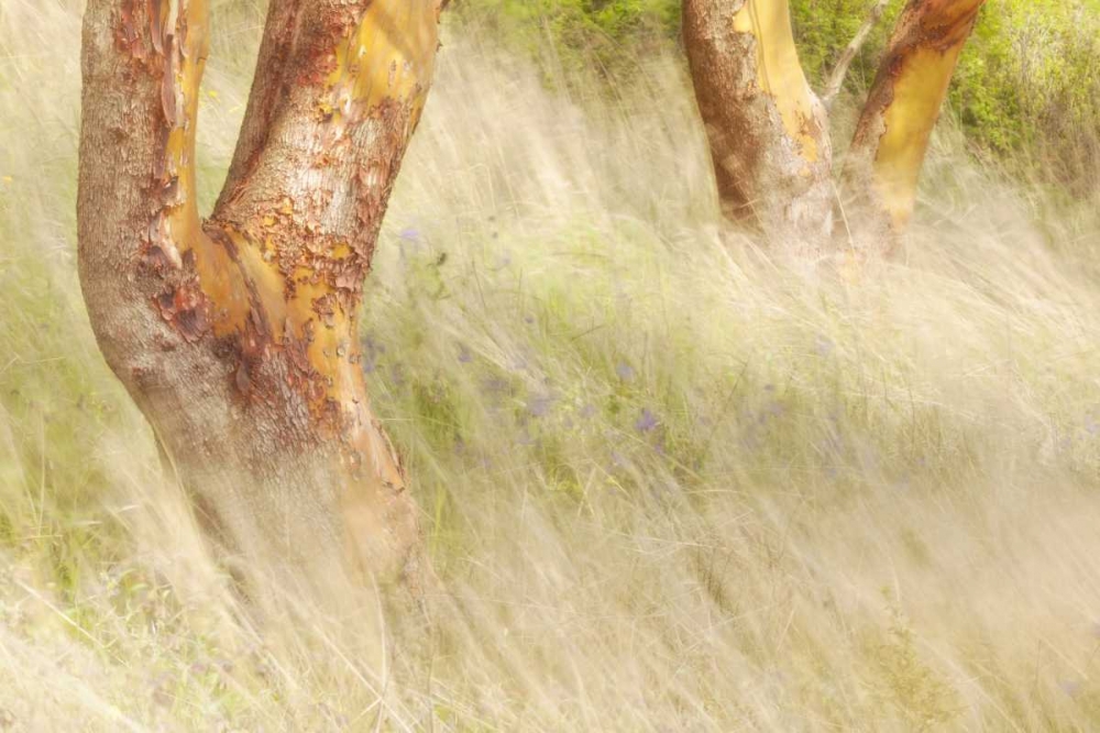 Washington, San Juans Grasses and madrone trees art print by Don Paulson for $57.95 CAD